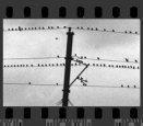 Birds on a Telephone Wire in Graystone